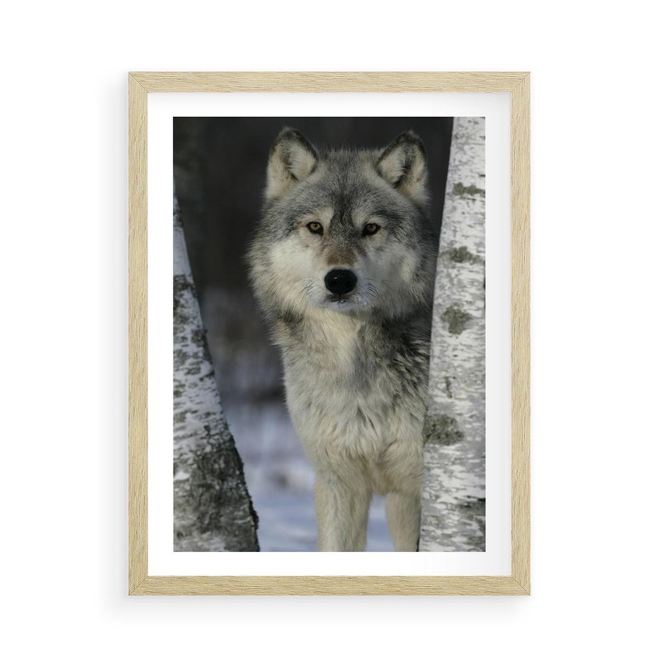 Plakat w ramie 50x70 - Wilk w Zimowym Lesie - wilk, las - rama drewno
