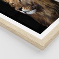 Plakat w ramie 40x50 - Władca Dzikiej Przyrody - lew, król - rama drewno