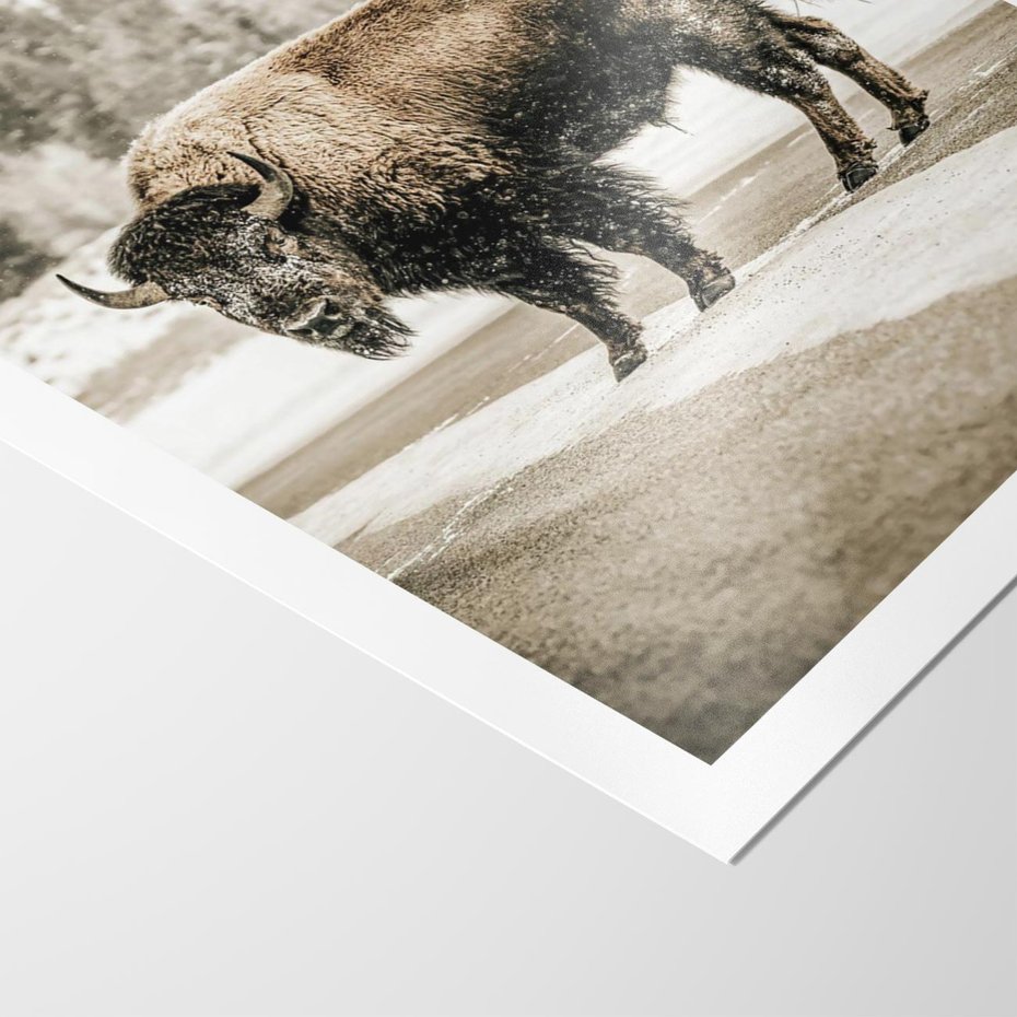 Plakat bez ramy 50x70 - Spotkanie z Żubrem na Leśnej Drodze - żubr, las