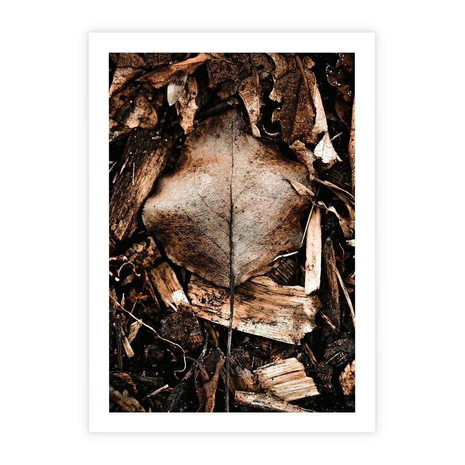Plakat bez ramy 50x70 - Samotny Liść - liść, brąz