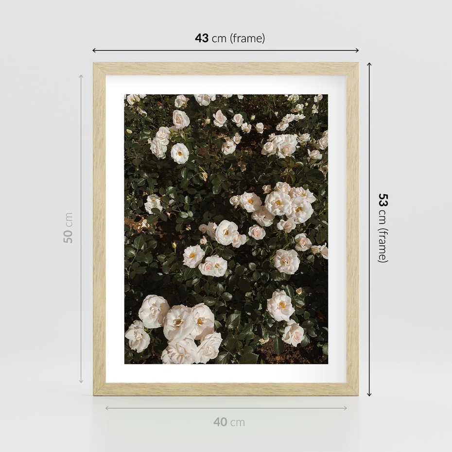 Plakat w ramie 40x50 - Czyste Piękno - białe kwiaty, białe róże - rama drewno