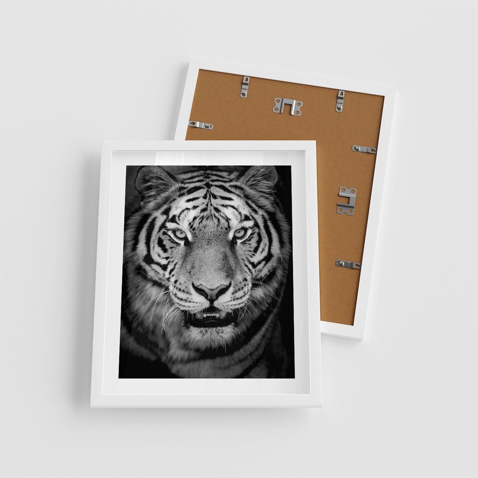 Plakat w ramie 40x50 - Tygrys Czarno-Biały: Siła i Delikatność - tygrys, czarno - rama biała