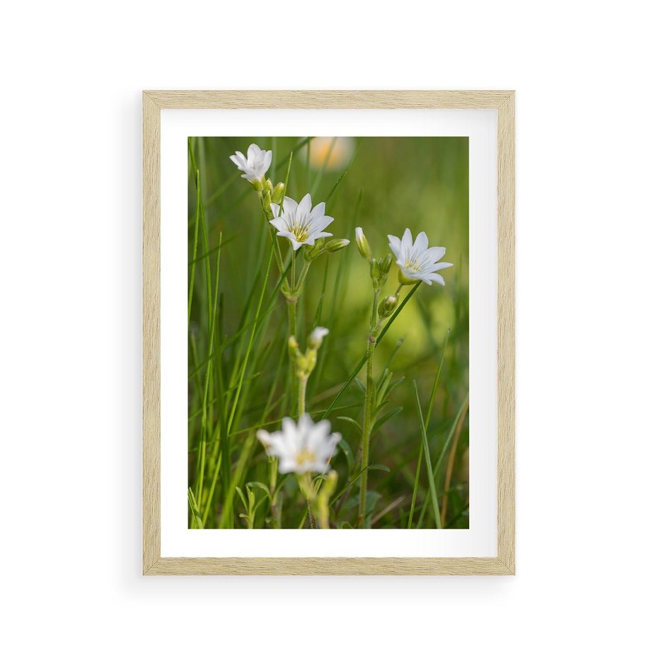 Plakat w ramie 30x40 - Kolorowa łąka - stokrotki, łąka - rama drewno