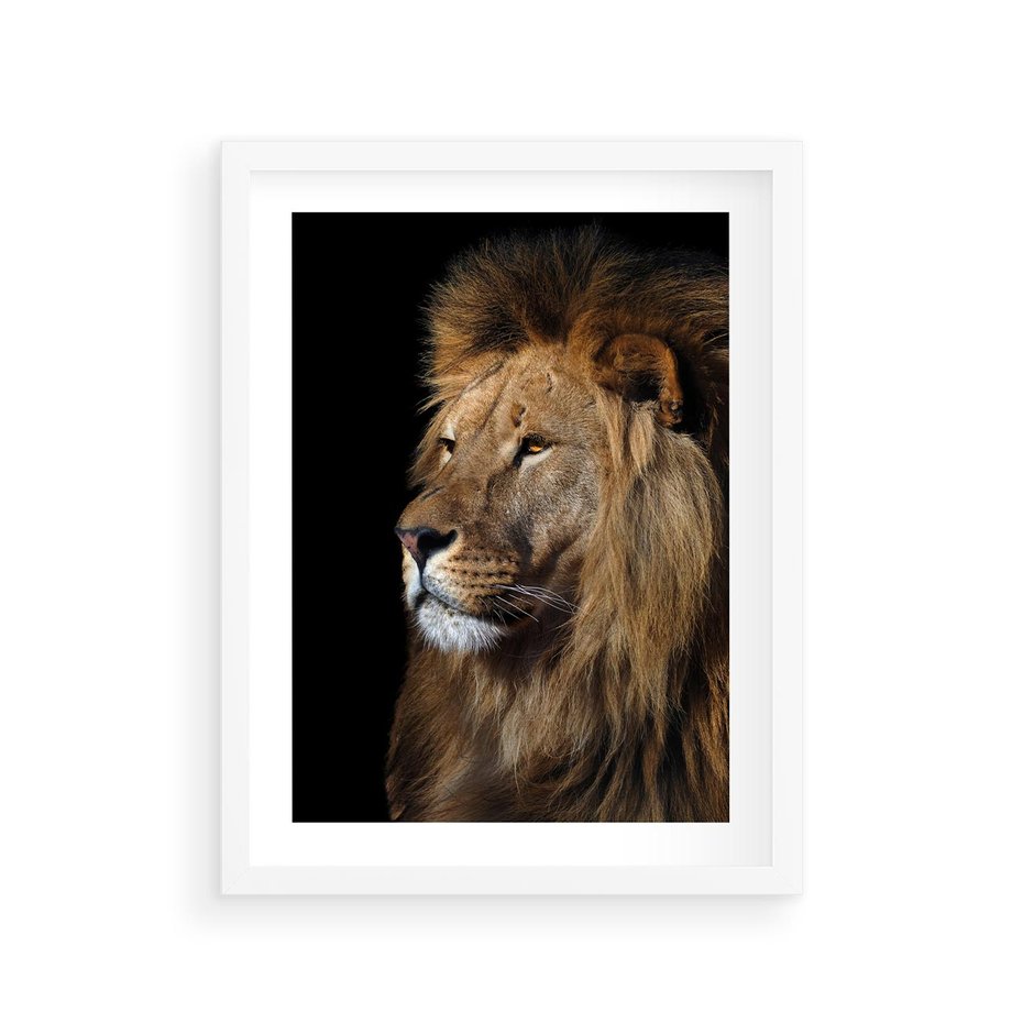 Plakat w ramie 30x40 - Władca Dzikiej Przyrody - lew, król - rama biała