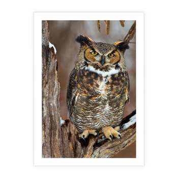 Plakat bez ramy 21x30 - Tajemniczy Stróż - sowa, las