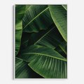 Obraz w ramie 70x100 - Zaklęta roślinna ekspresja - liście bananowca, gęsto ułożone - rama biała