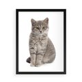 Plakat w ramie 50x70 - Kocie uroki na płótnie - kot, kotek - rama czarna