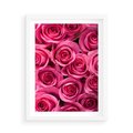 Plakat w ramie 50x70 - Romantyczne róże w pełnym rozkwicie - róże, kwiaty - rama biała