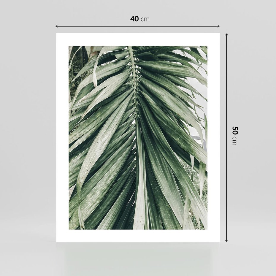 Plakat bez ramy 40x50 - Spokojna Piękność Palmowych Liści - palma, liście palmy