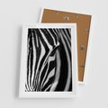 Plakat w ramie 50x70 - Pasy Zebr - zebra, paski - rama biała