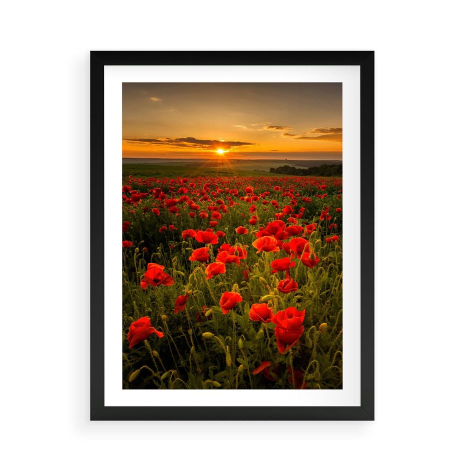 Plakat w ramie 50x70 - Maki przy zachodzie słońca - maki, zachód - rama czarna