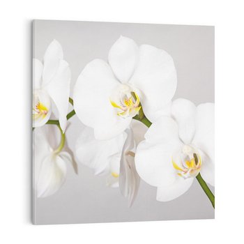 Obraz na płótnie 50x50 - kwiatowy urok - orchidea, kwiat