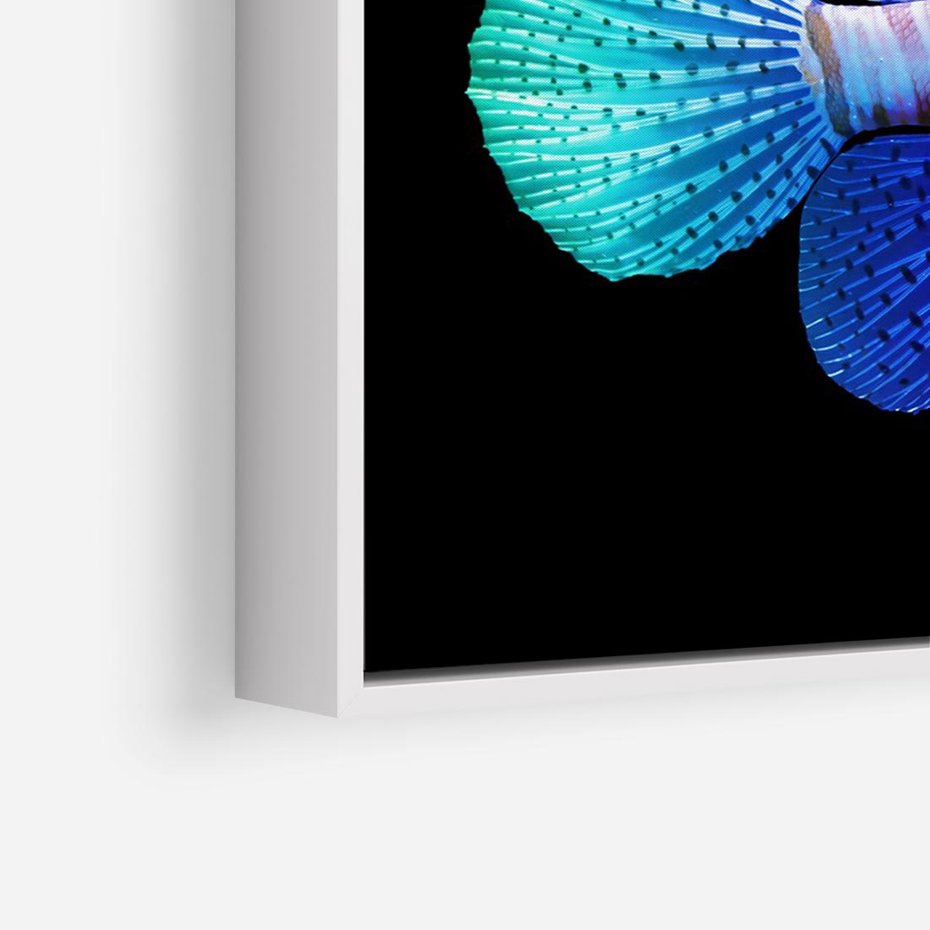 Obraz w ramie 100x70 - Tęczowa Piękność - kolorowa tęczowa ryba, mocny akcent na czarnym tle - rama biała