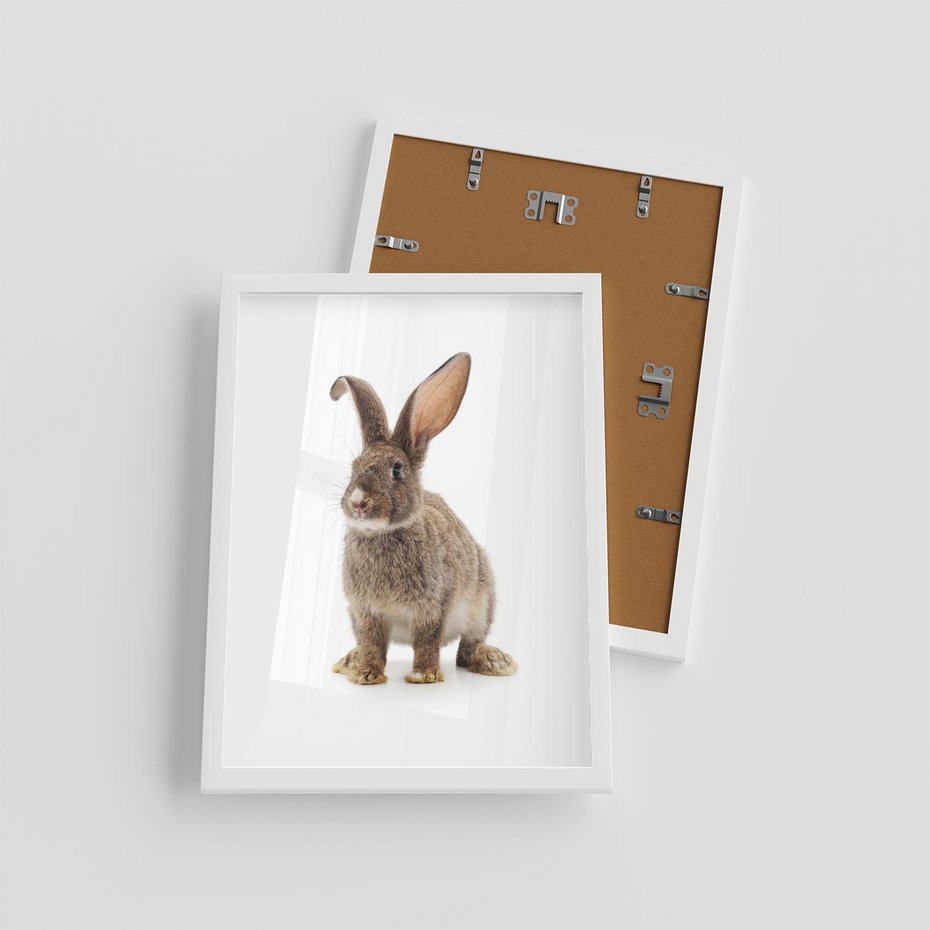 Plakat w ramie 30x40 - Delikatna Zwierzęca Uroda - królik, zwierzę - rama biała