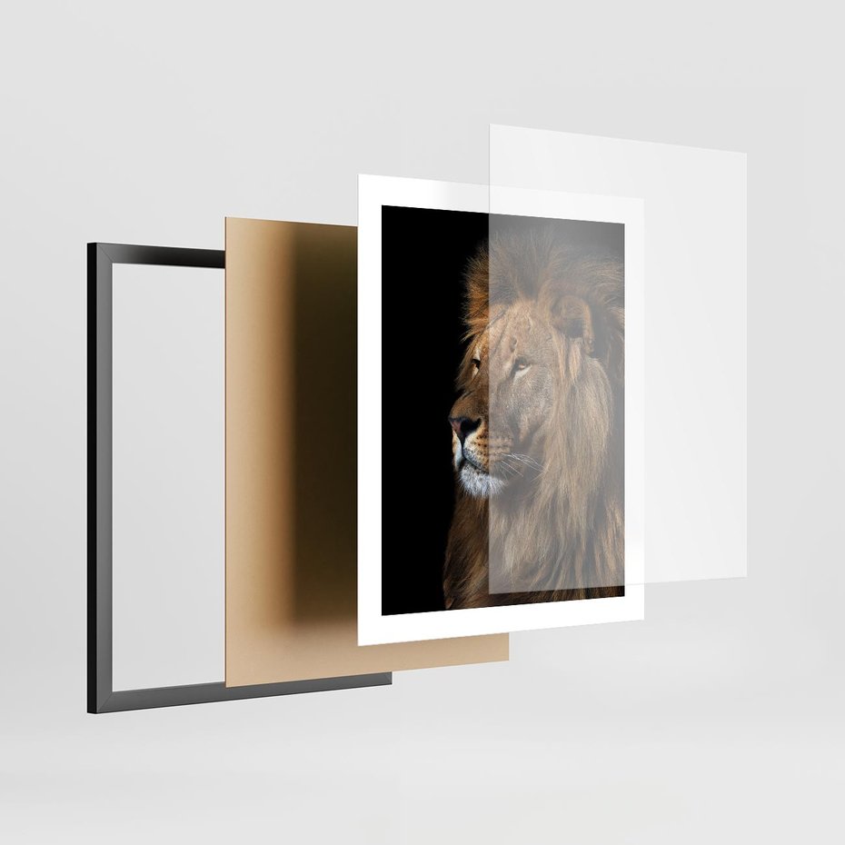Plakat w ramie 40x50 - Władca Dzikiej Przyrody - lew, król - rama czarna