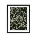 Plakat w ramie 40x50 - Stokrotkowa Idylla na Łące - łąka, stokrotki - rama czarna