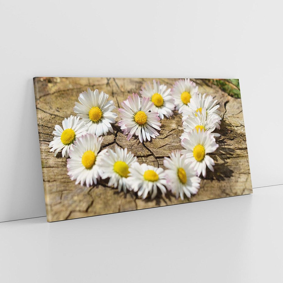 Obraz na płótnie 120x60 - Stokrotki w naturalnym otoczeniu - stokrotki, natura