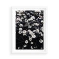 Plakat w ramie 50x70 - Białe Kwiaty na Kwitnącym Krzewie - białe kwiaty, kwitnący krzew - rama biała