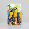 Obraz na płótnie 50x70 - Kolorowa parada papug - papuga, papugi