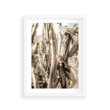 Plakat w ramie 50x70 - Retro Pole Kukurydzy - retro zdjęcie, sepia - rama biała