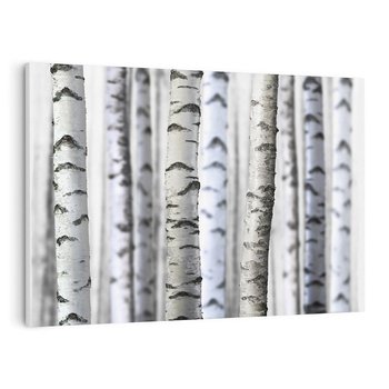 Obraz na płótnie 120x80 - Delikatność brzóz - brzozy, las