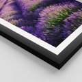 Plakat w ramie 50x70 - Malownicze Pole Lawendy - lawenda, pole - rama czarna