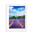 Plakat w ramie 50x70 - Prowansalska Lawenda - lawenda, prowansja - rama biała