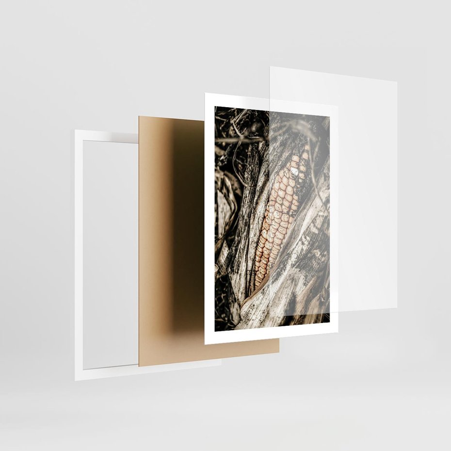 Plakat w ramie 50x70 - Kukurydza w Jesiennej Scenie - kukurydza, jesień - rama biała