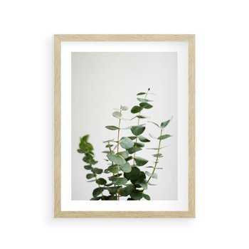 Plakat w ramie 40x50 - Żywa eukaliptusowa zieleń - eukaliptus, zielone - rama drewno