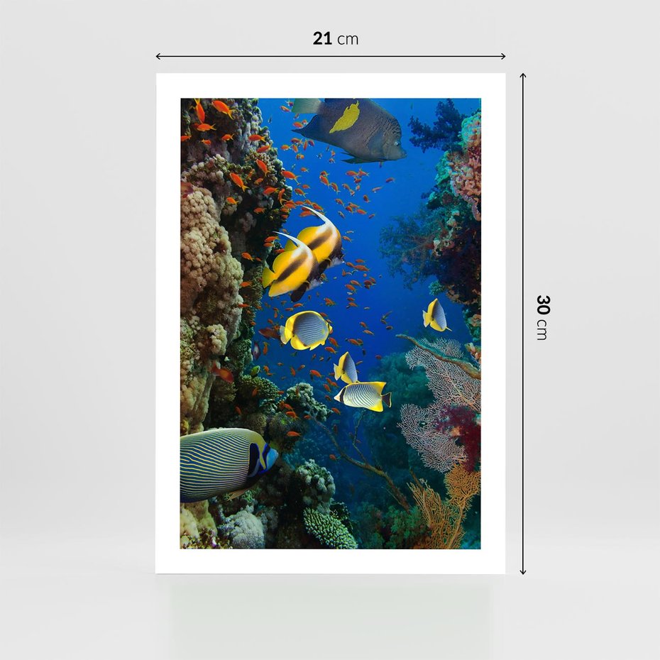 Plakat bez ramy 21x30 - Podwodne królestwo rafy koralowej - rafa, koralowa