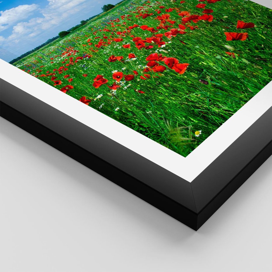 Plakat w ramie 40x50 - Kolorowa łąka pełna maku - łąka, maki - rama czarna