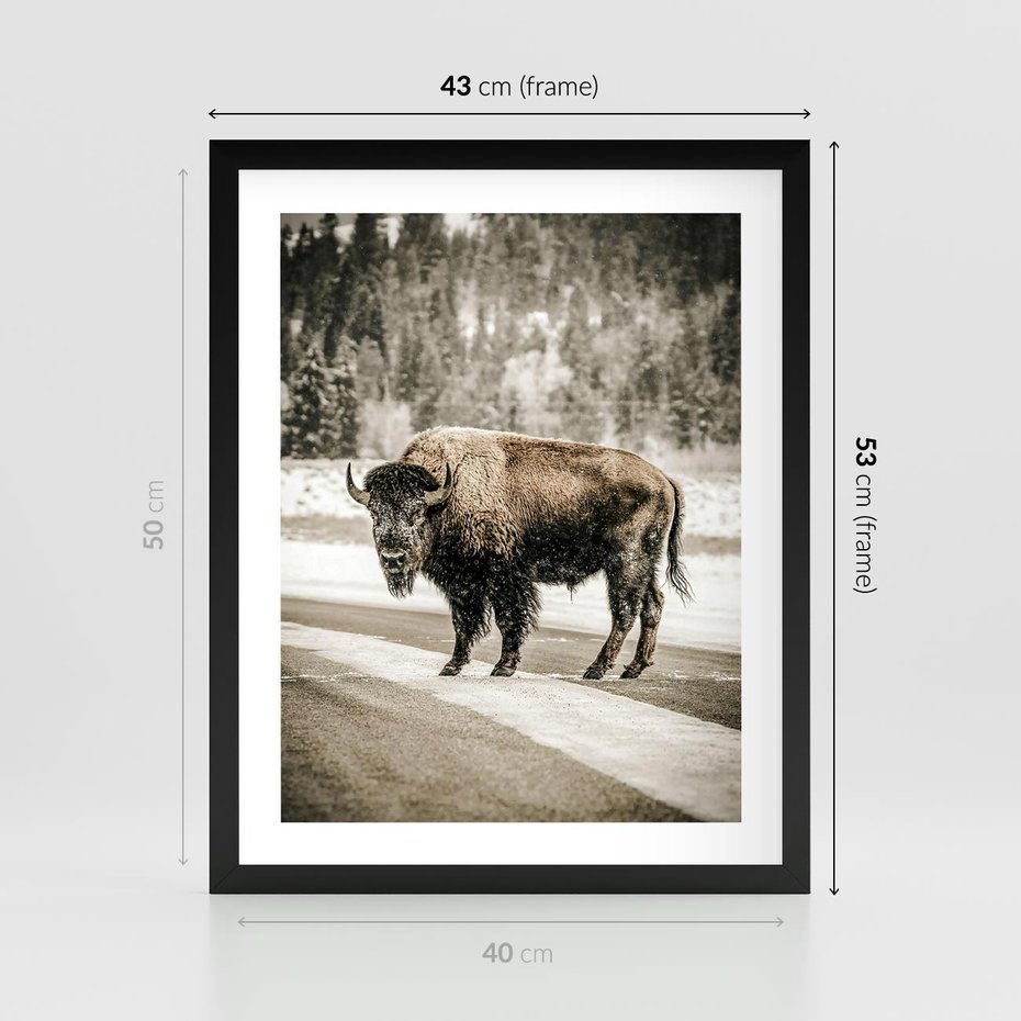 Plakat w ramie 40x50 - Spotkanie z Żubrem na Leśnej Drodze - żubr, las - rama czarna