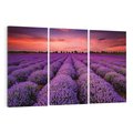 Obraz na płótnie 120x80 - Lawenda: polne zauroczenie - lawenda, kwiaty