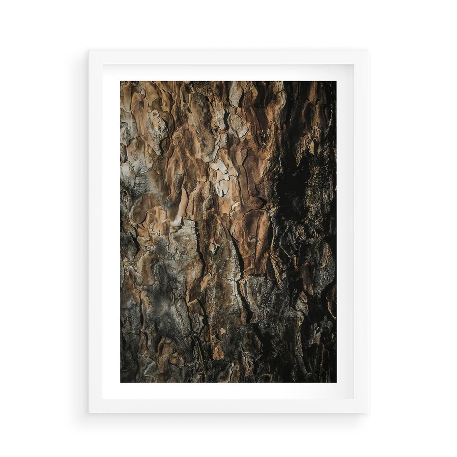 Plakat w ramie 50x70 - Tekstura Drewna: Zbliżenie - zbliżenie na pień drzewa, tekstura - rama biała