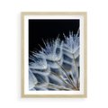 Plakat w ramie 50x70 - Makro piękno dmuchawców - makro, dmuchawce - rama drewno