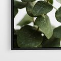 Obraz w ramie 50x50 - Zielone eukaliptusy - eukaliptus, liście - rama czarna