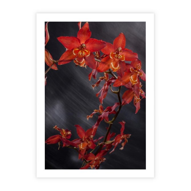 Plakat bez ramy 21x30 - Kolorowy Raj - kwiaty, tropikalne