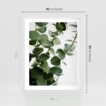 Plakat w ramie 40x50 - Zielone eukaliptusy - eukaliptus, liście - rama biała