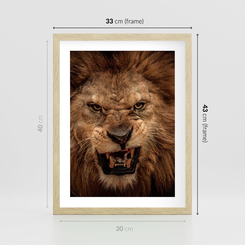 Plakat w ramie 30x40 - Władca Sawanny - lew, sawanna - rama drewno