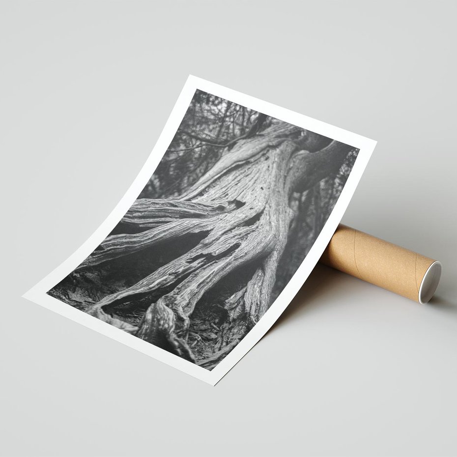 Plakat bez ramy 50x70 - Siła Natury - czarno biała fotografia, korzenie wielkiego drzewa