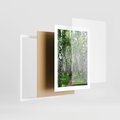 Plakat w ramie 30x40 - Magia lasu pełnego brzóz - las, brzozy - rama biała