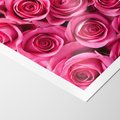 Plakat bez ramy 21x30 - Romantyczne róże w pełnym rozkwicie - róże, kwiaty