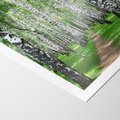 Plakat bez ramy 21x30 - Magia lasu pełnego brzóz - las, brzozy