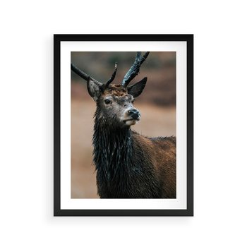 Plakat w ramie 50x70 - Spokojny jeleń - jeleń, las - rama czarna