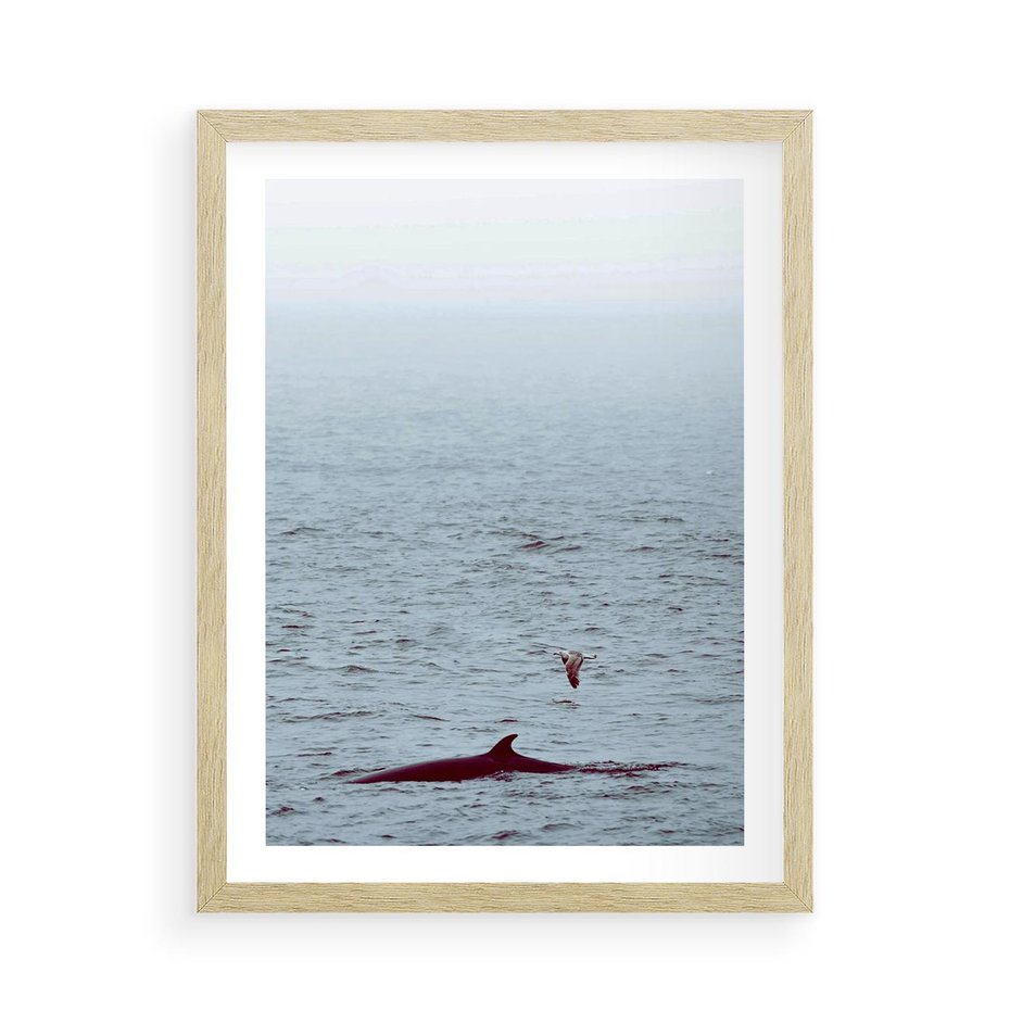 Plakat w ramie 50x70 - Spotkanie z Orką - morze, ocean - rama drewno