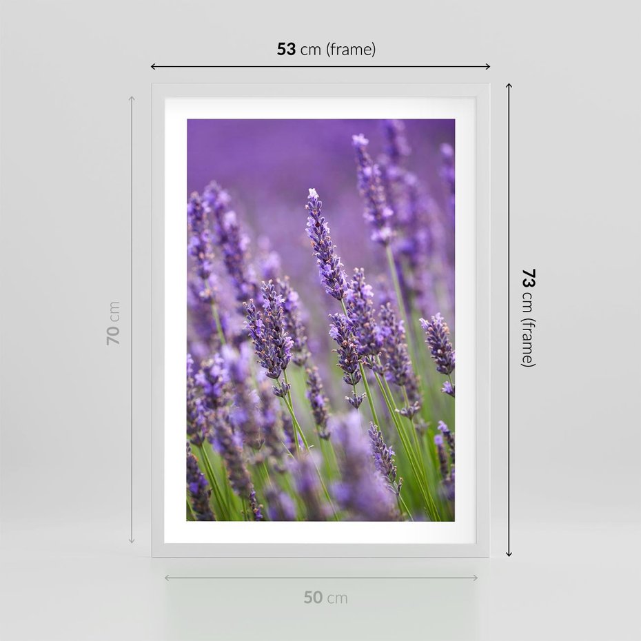 Plakat w ramie 50x70 - Urok lawendy - lawenda, kwiaty - rama biała
