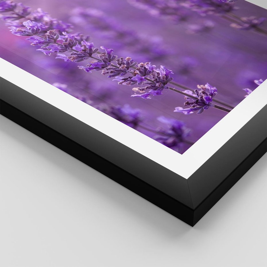 Plakat w ramie 50x70 - Fioletowa harmonia lawendy - lawenda, fiolet - rama czarna