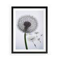 Plakat w ramie 50x70 - Lekkość Przemijania - dmuchawiec, makro - rama czarna