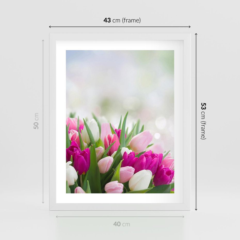 Plakat w ramie 40x50 - Tulipany w pełnym rozkwicie - tulipany, kwiaty - rama biała