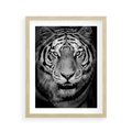 Plakat w ramie 40x50 - Tygrys Czarno-Biały: Siła i Delikatność - tygrys, czarno - rama drewno